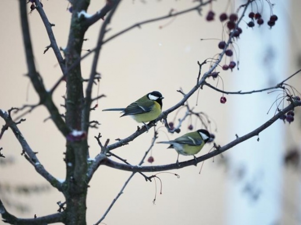 Около половины популяции мелких певчих птиц переживет зиму в Москве в связи с теплой погодой