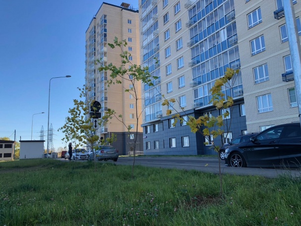 Депутаты поселения Внуковское высадили молодые деревья на улице Омская