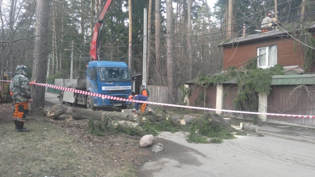 В поселке ДСК «Мичуринец» устраняют упавшее дерево