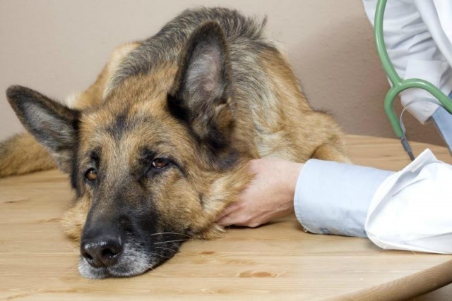 В Москве и Подмосковье участились случаи отравления собак