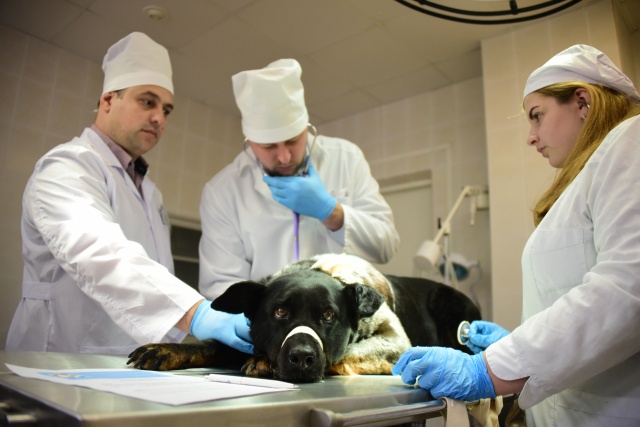 Вакцинация домашних животных началась в деревне Пыхтино
