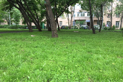Стриженый газон — выбор москвичей!