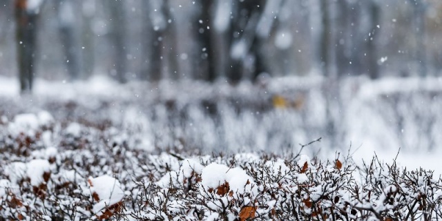 Какая погода будет в Москве в первую неделю зимы?