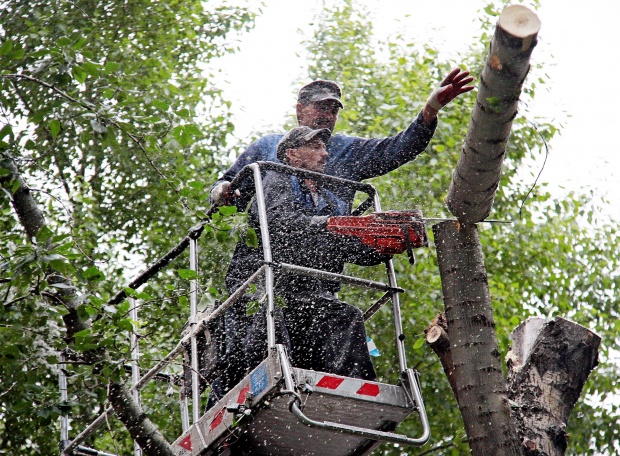 Сухостойные деревья удаляют во Внуковском