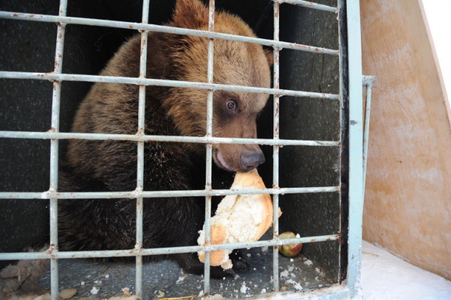 Жители столицы посоревнуются в определении имен для найденных в Новой Москве медвежат