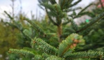 Более двухсот новогодних елок сдали на переработку во Внуковском в 2022 году 