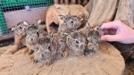 Спасение новорожденных зайчат провели в поселении Внуковское