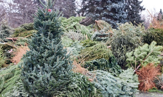 Жители Внуковского сдали 128 новогодних елок на переработку